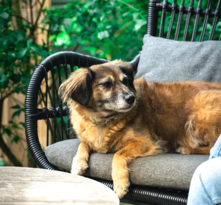 Lekker chillen met de hond