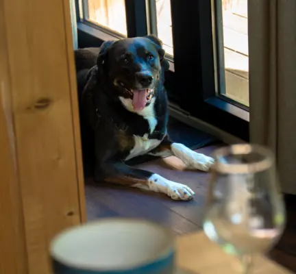 Hond duin kebbin geversduin