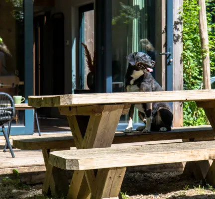 Hond buiten duin kebbin terras
