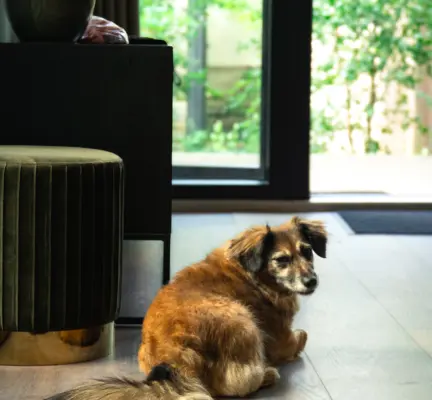 Heerlijk vakantiehuisje met de hond