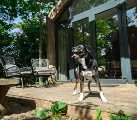 Hond terras duin kebbin voorkant huisje