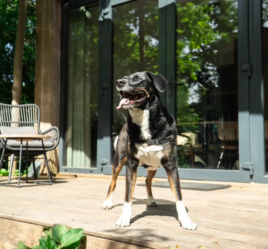 Terras veranda duin kebbin met hond