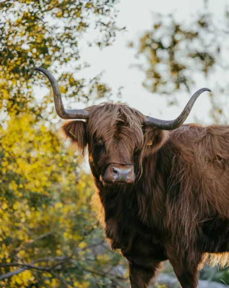 Schotsehooglander2 campinggeversduin