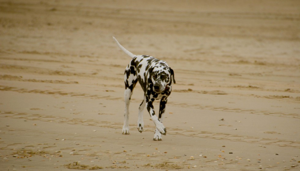 Dalmatinier on the beach.jpg